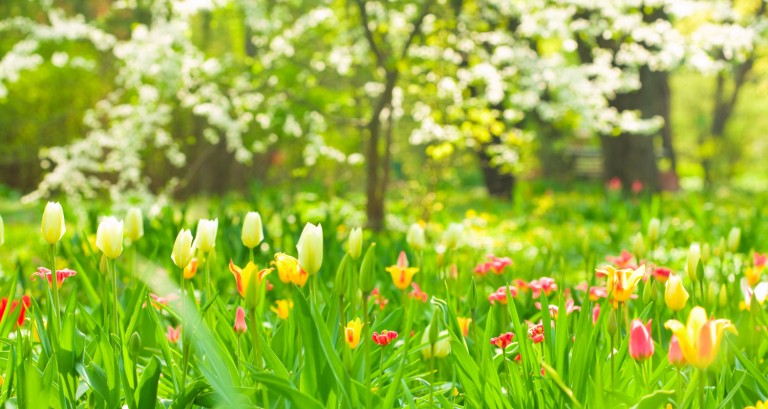 Spring gardening trends